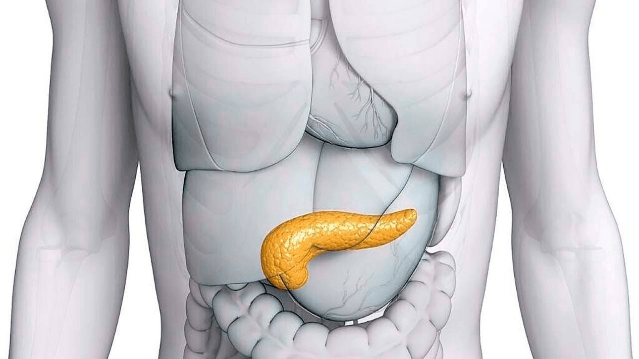 gesunde Bauchspeicheldrüse nach der Einnahme von Glucoren
