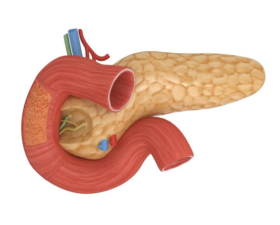 gute Insulinsensitivität der Bauchspeicheldrüse nach Einnahme von Glucoren